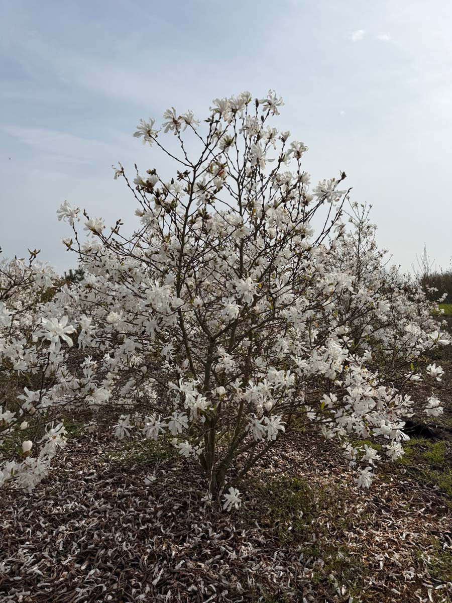 Magnolia stellata meerstammig / struik meerstammig