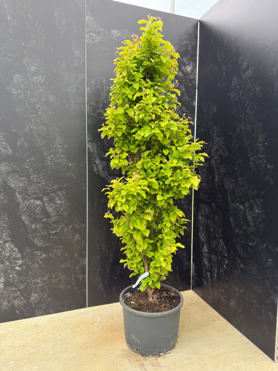 Parrotia persica 'Golden Bell Tower' tuinplanten