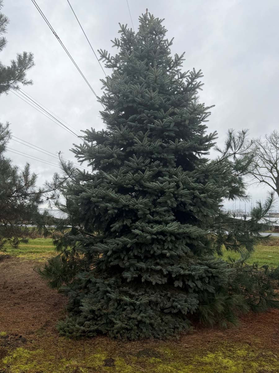 Picea pungens Glauca Group solitair solitair