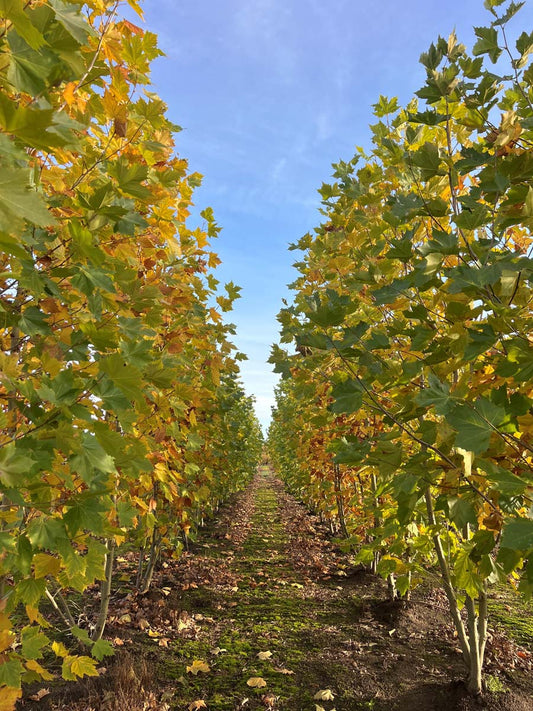 Platanus hispanica meerstammig / struik meerstammig