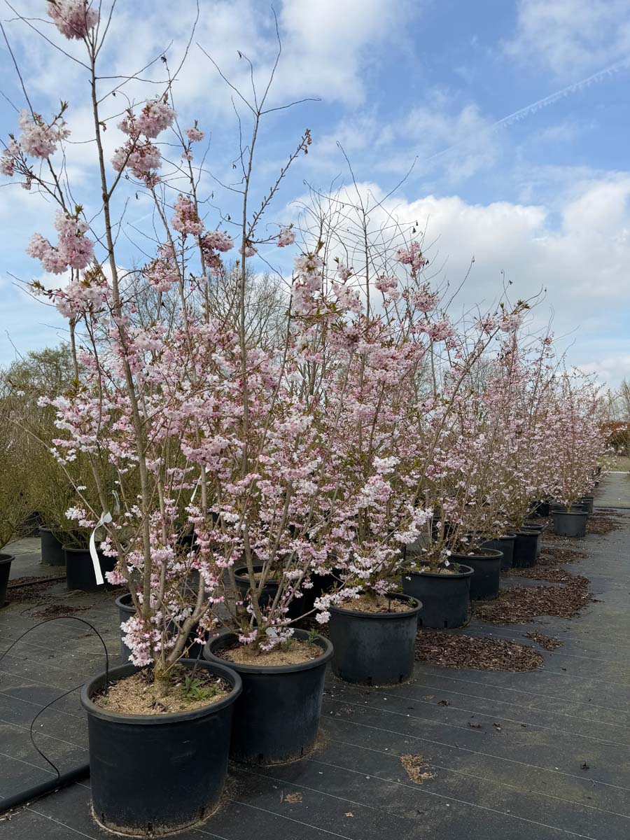 Prunus 'Accolade' Tuinplanten tuinplanten