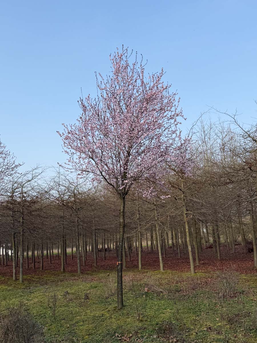 Prunus cerasifera 'Nigra' op stam op stam