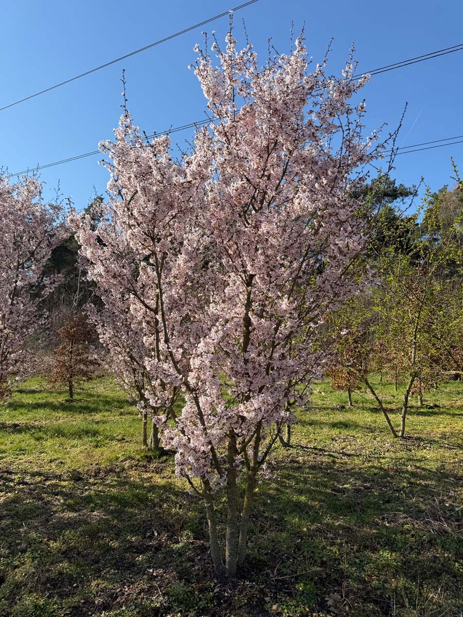 Prunus incisa 'Mikinori' meerstammig / struik meerstammig