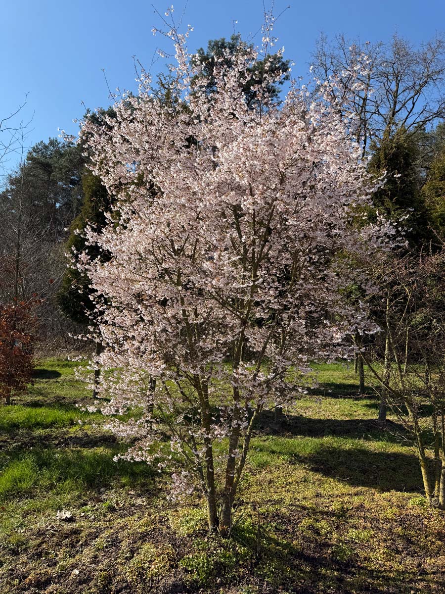 Prunus incisa 'Mikinori' meerstammig / struik meerstammig