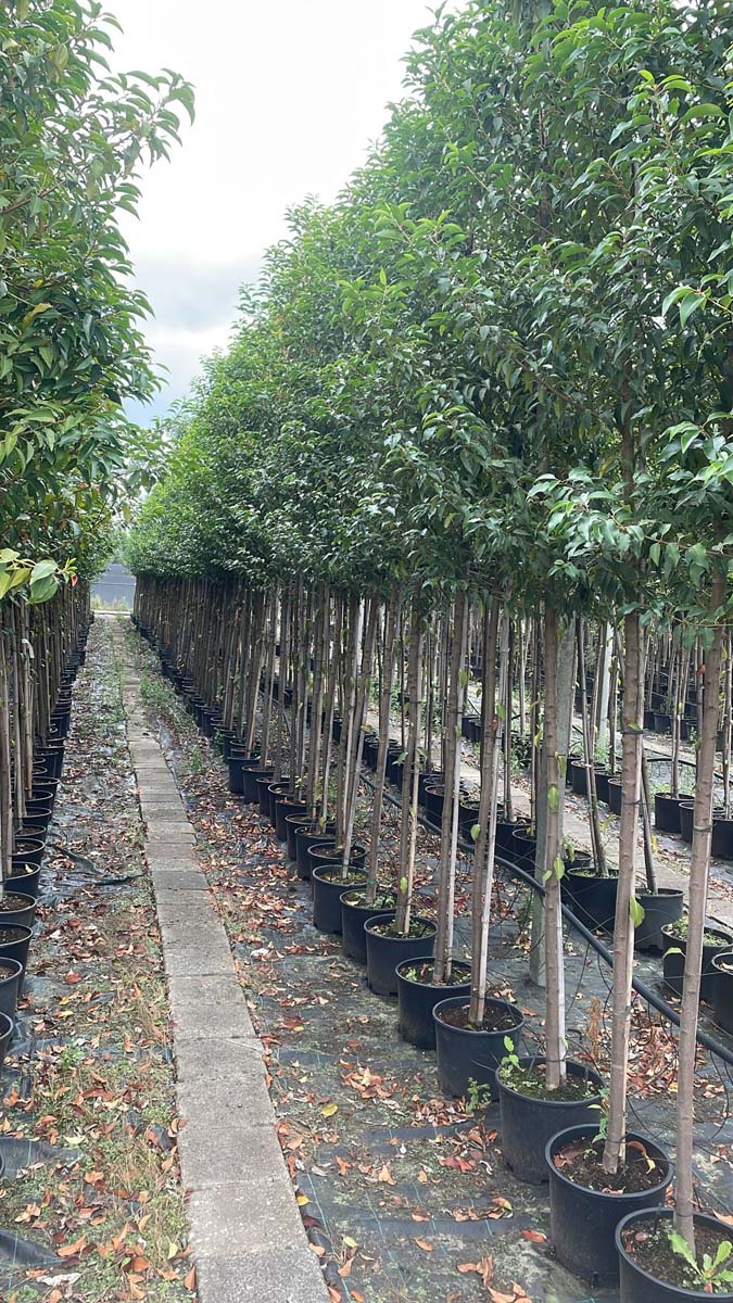 Prunus lusitanica 'Angustifolia' op stam op stam
