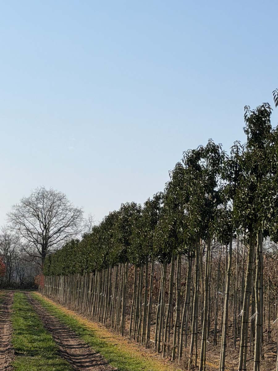 Prunus lusitanica 'Angustifolia' op stam op stam
