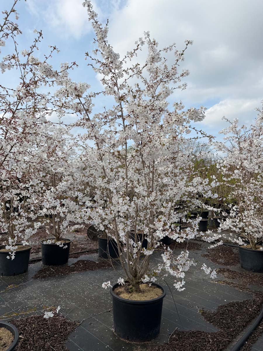 Prunus 'The Bride' Tuinplanten tuinplanten
