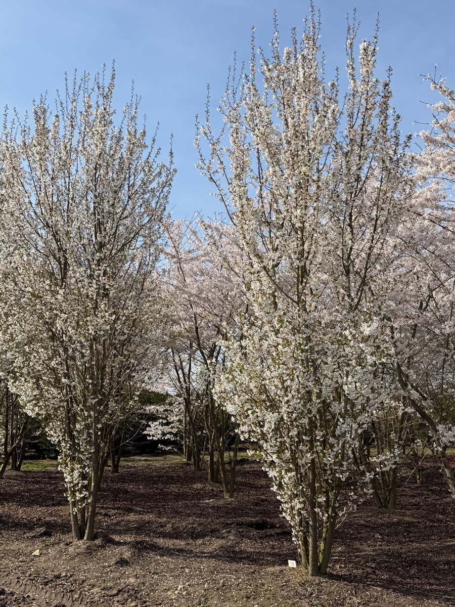 Prunus 'Umineko' meerstammig / struik meerstammig
