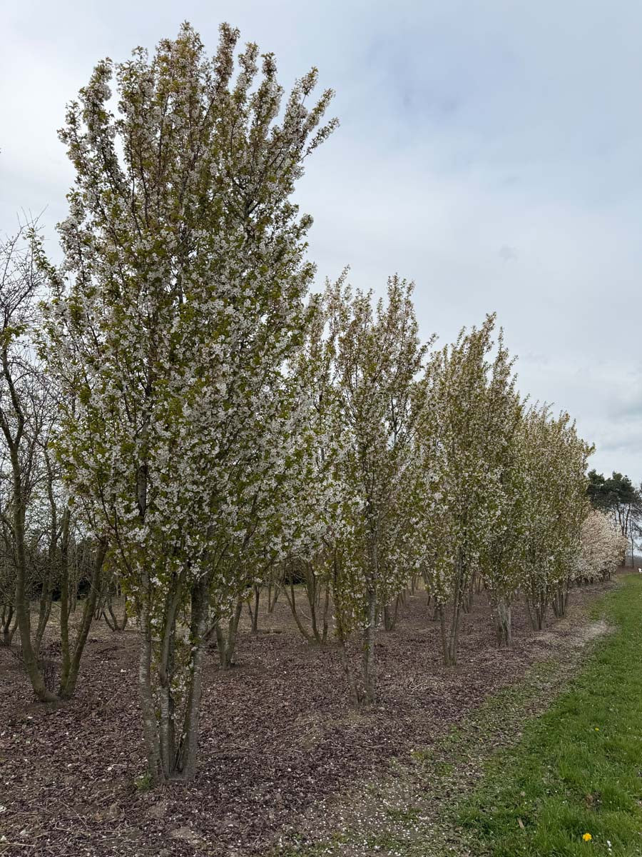 Prunus 'Umineko' meerstammig / struik meerstammig