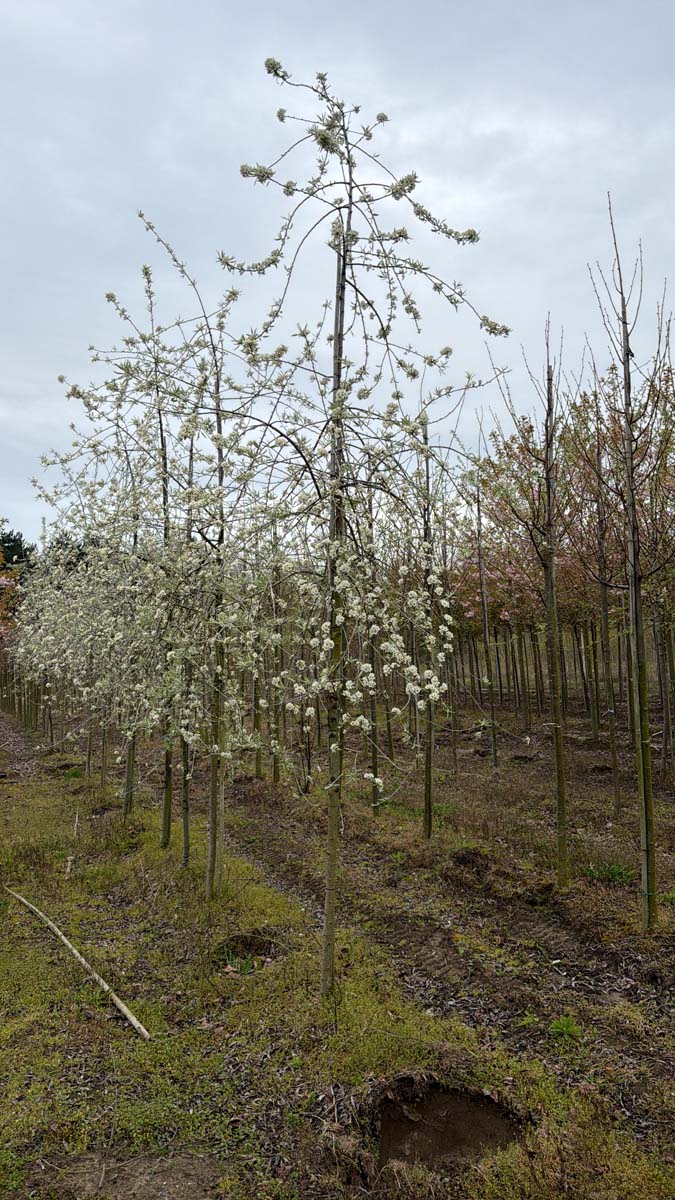 Pyrus salicifolia 'Pendula' op stam op stam
