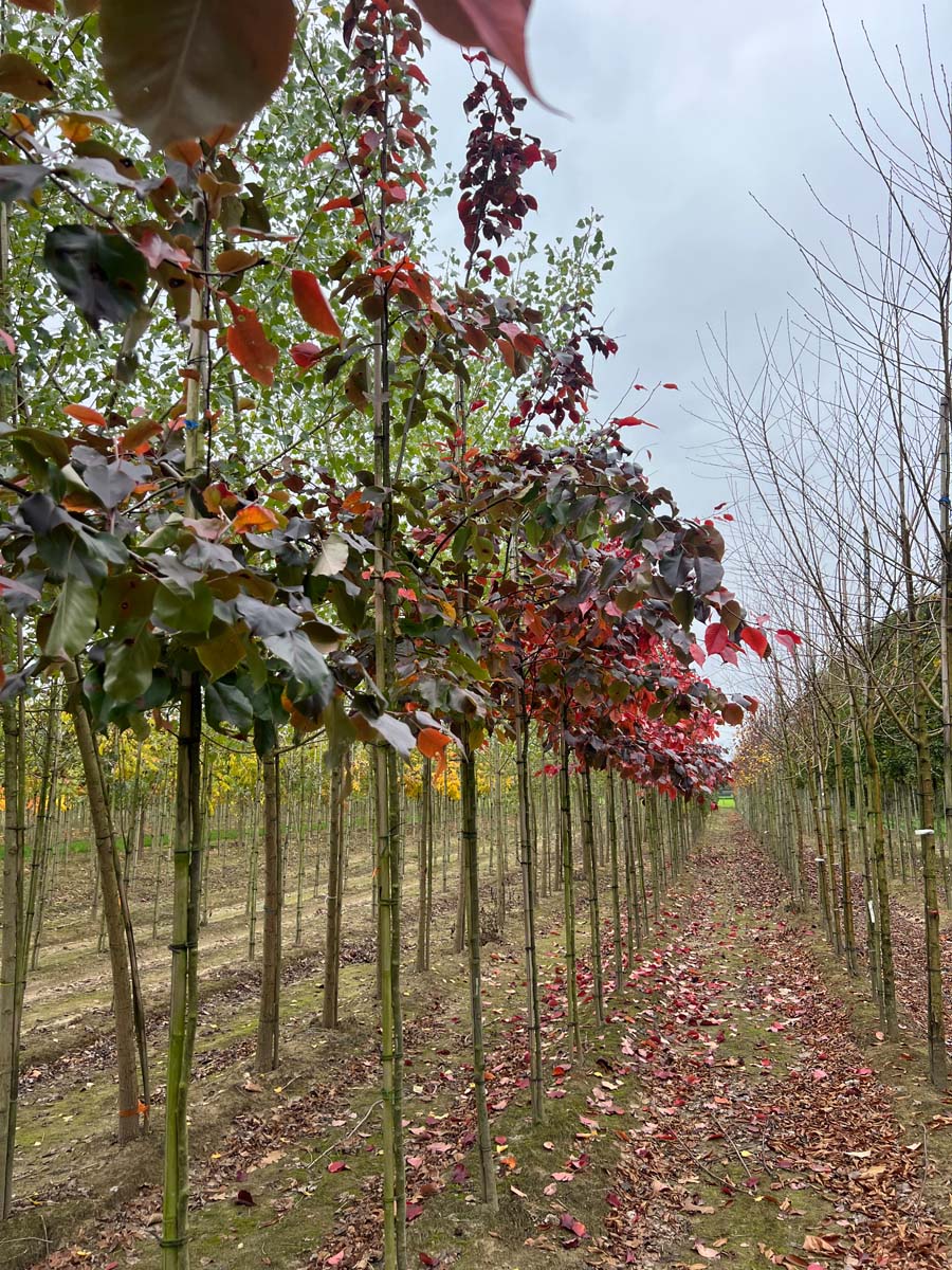 Pyrus sinkiangensis op stam op stam