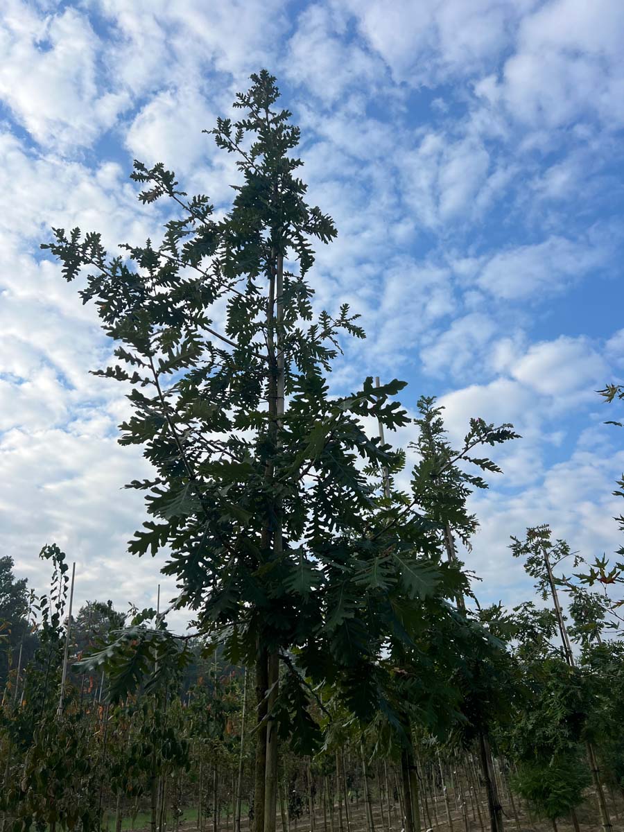 Quercus frainetto op stam op stam