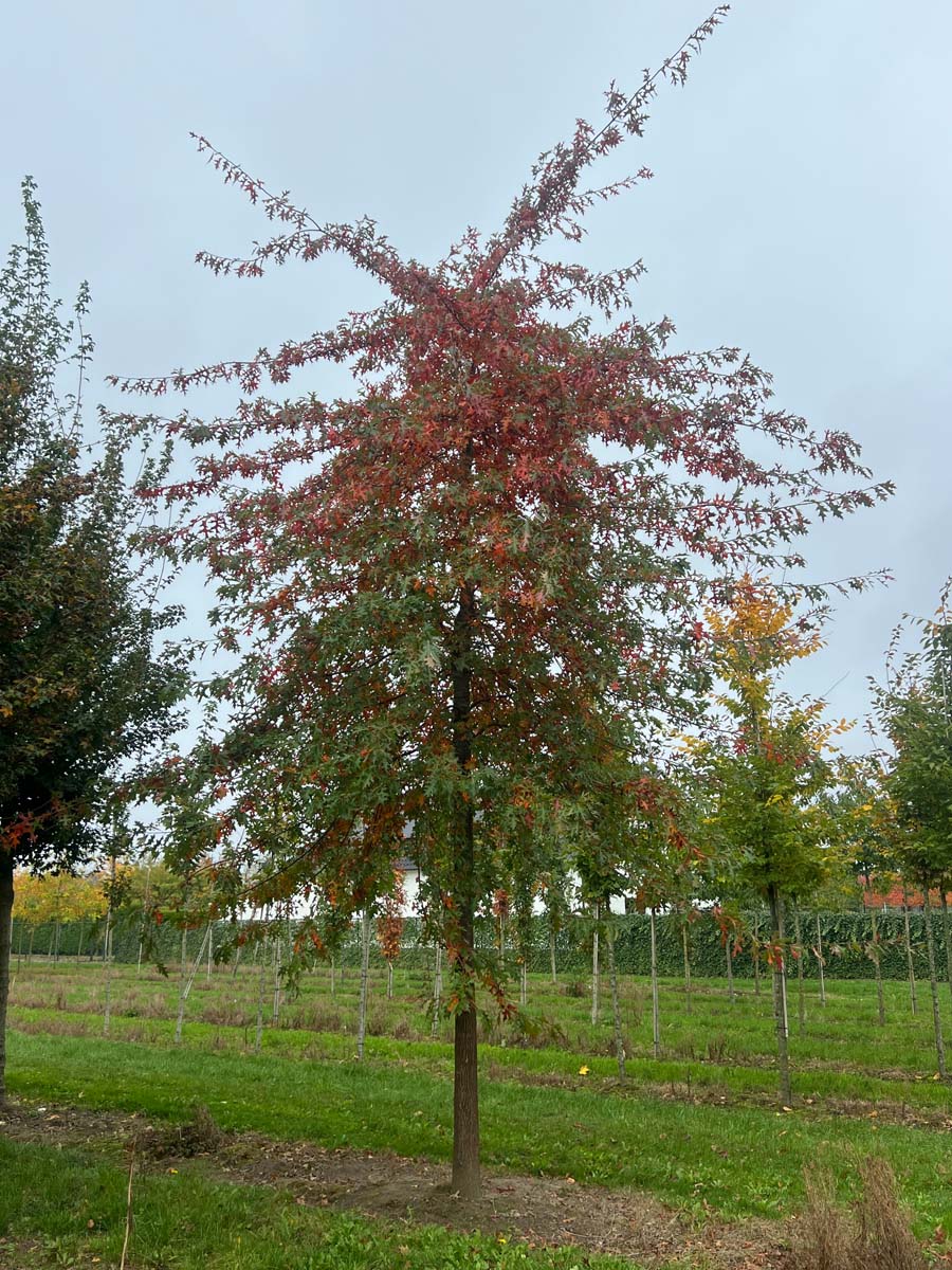 Quercus palustris op stam op stam