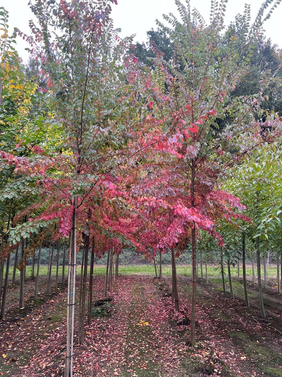 Ulmus 'Frontier' op stam op stam