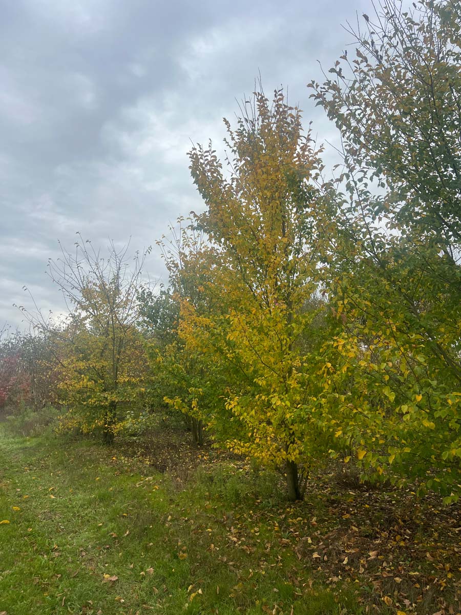 Ulmus minor meerstammig / struik meerstammig
