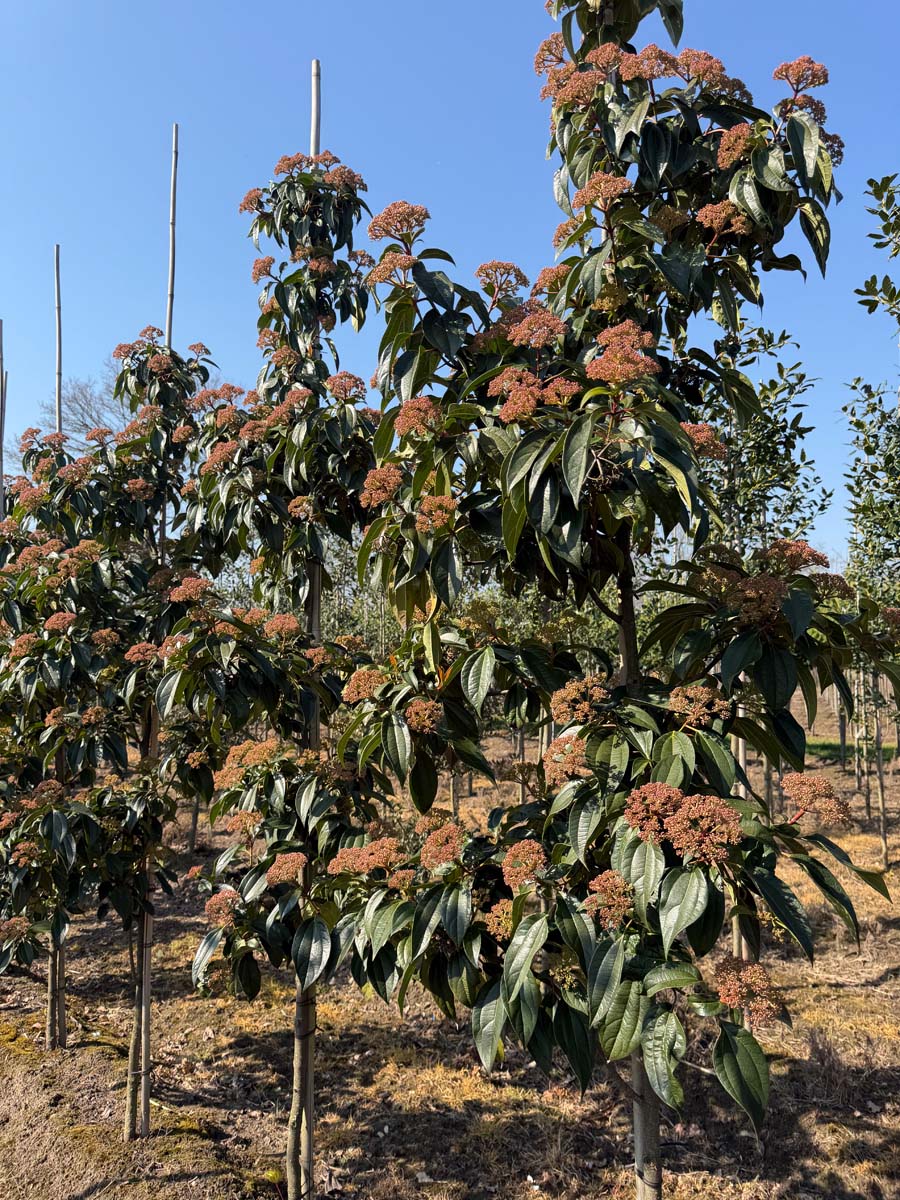 Viburnum cinnamomifolium op stam op stam