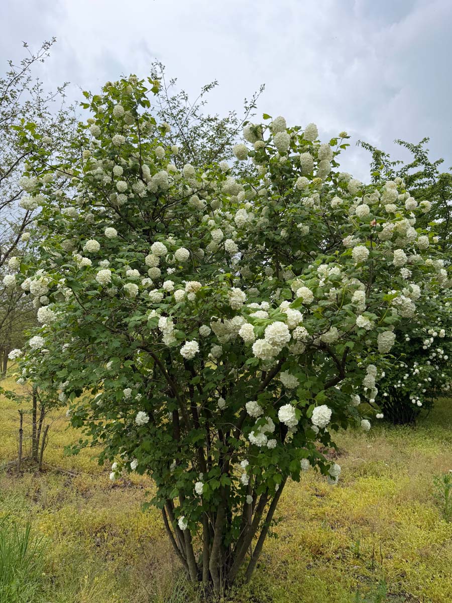 Viburnum opulus 'Roseum' meerstammig / struik meerstammig