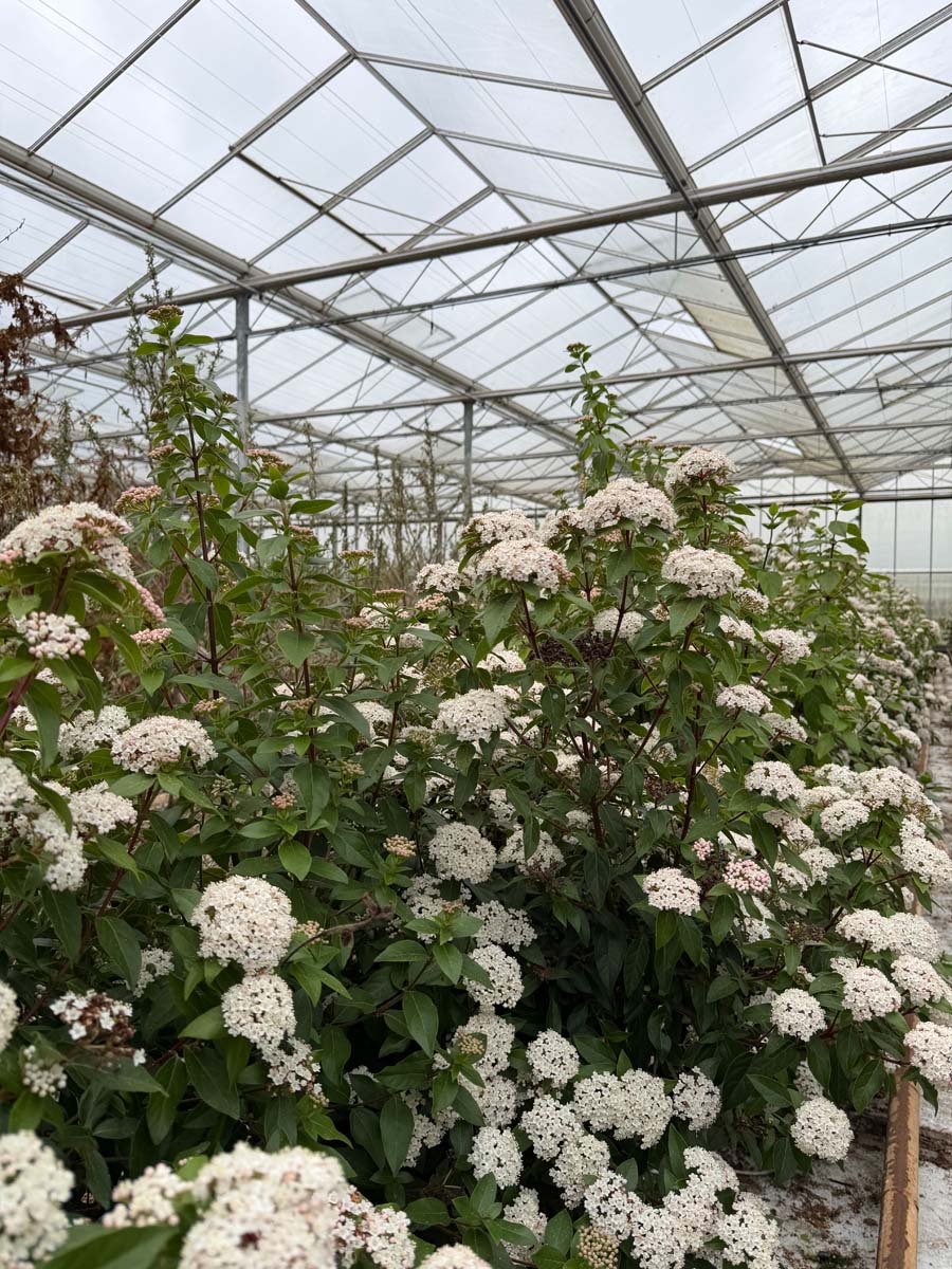 Viburnum tinus 'Eve Price' Tuinplanten tuinplanten
