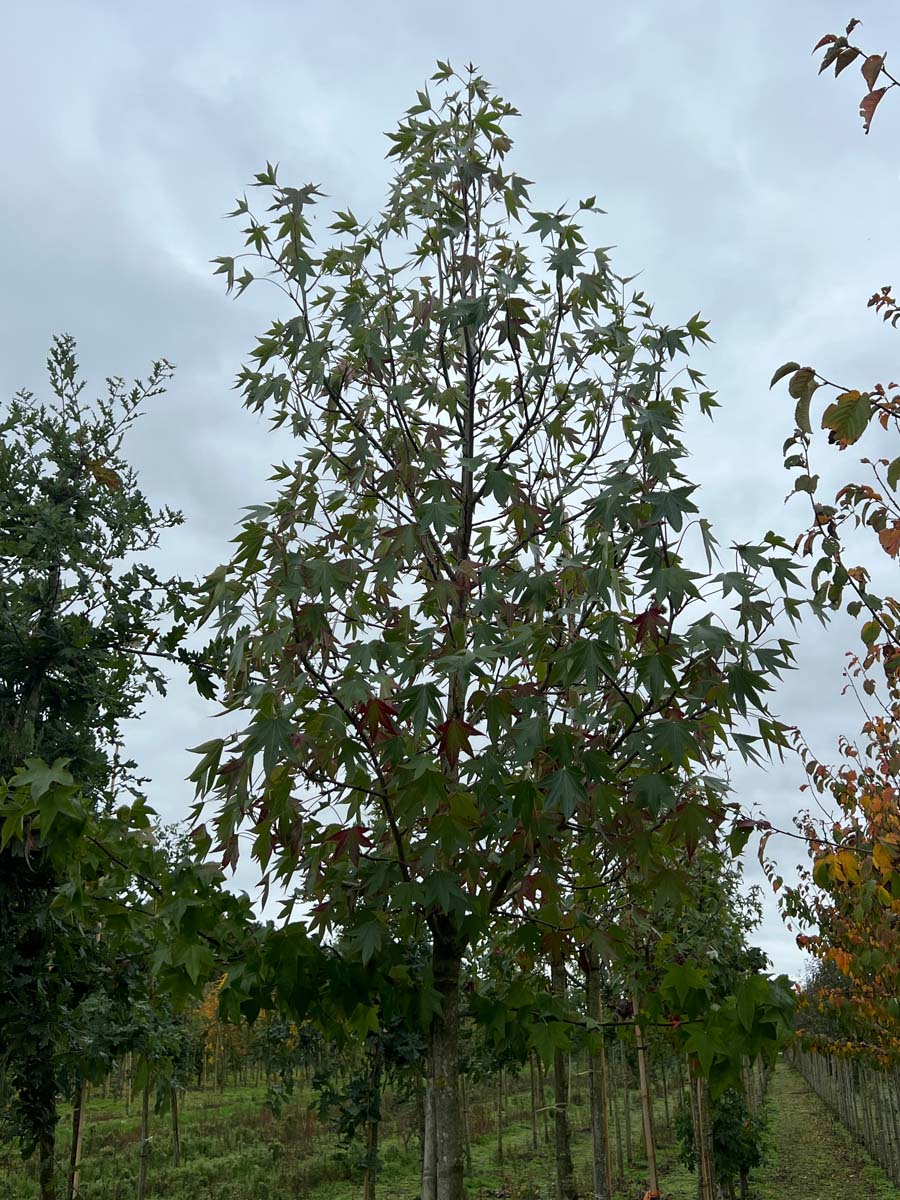 Liquidambar styraciflua 'Palo Alto' Tuinplanten kroon