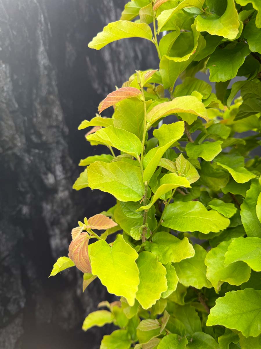 Parrotia persica 'Golden Bell Tower' blad