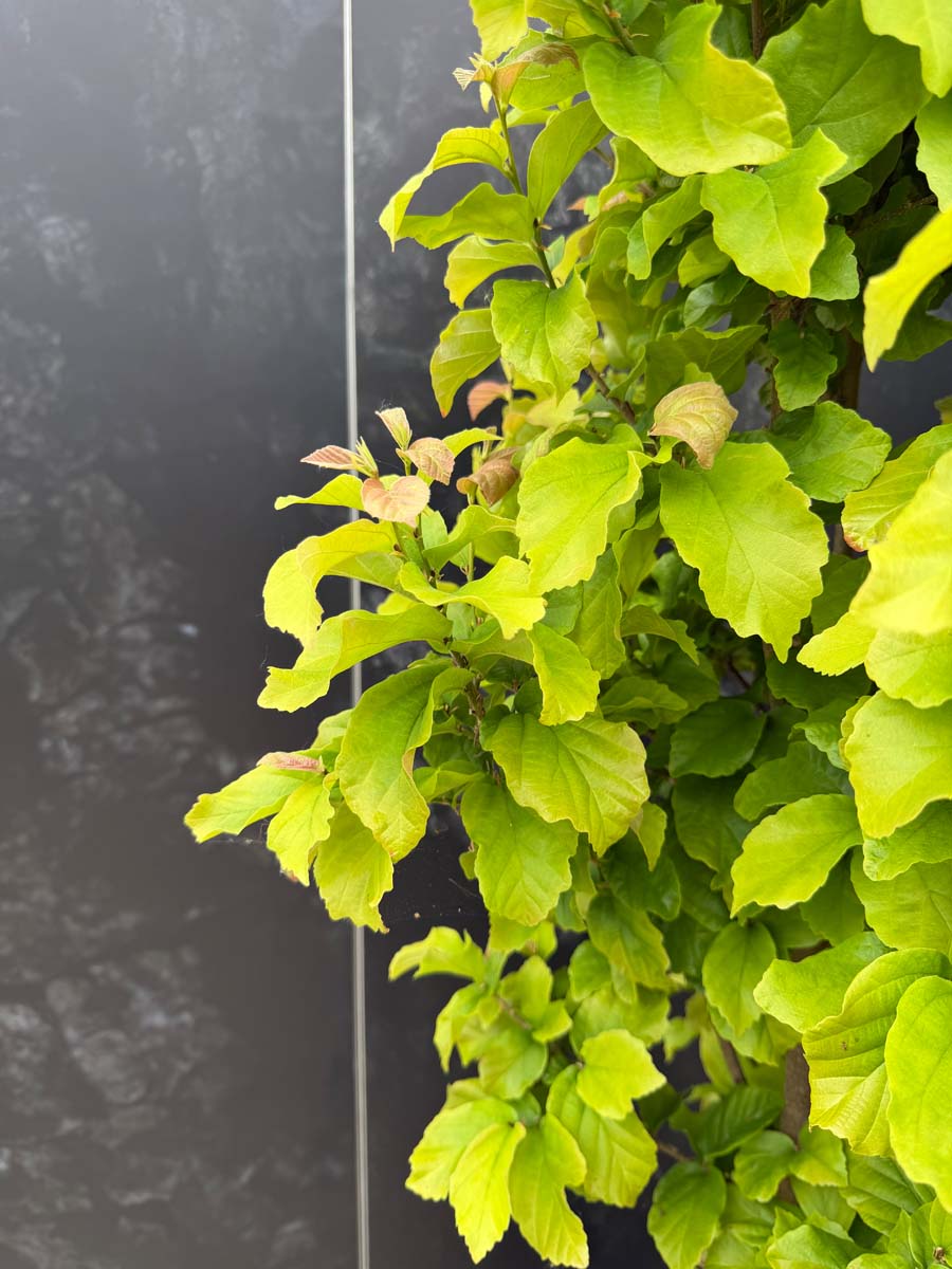Parrotia persica 'Golden Bell Tower' bladeren