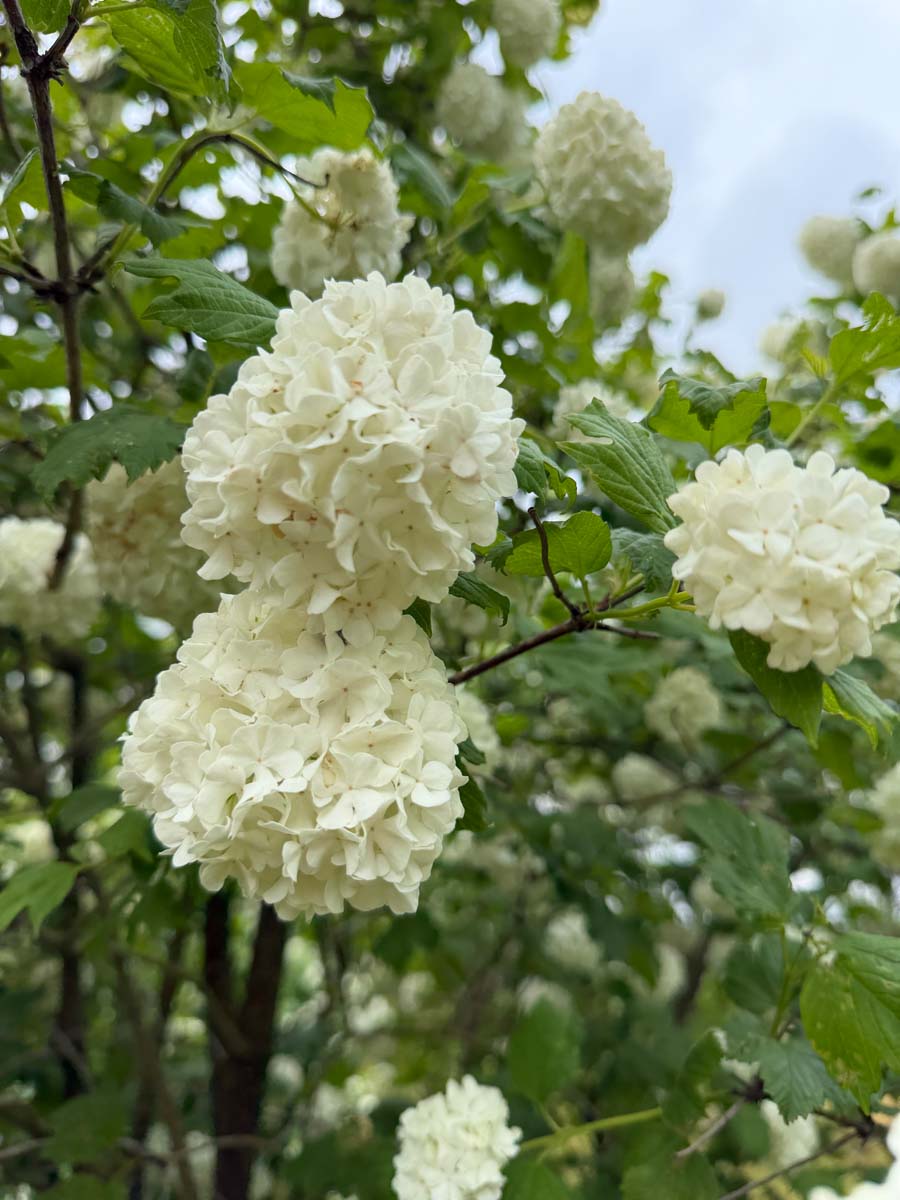 Viburnum opulus 'Roseum' meerstammig / struik bloem