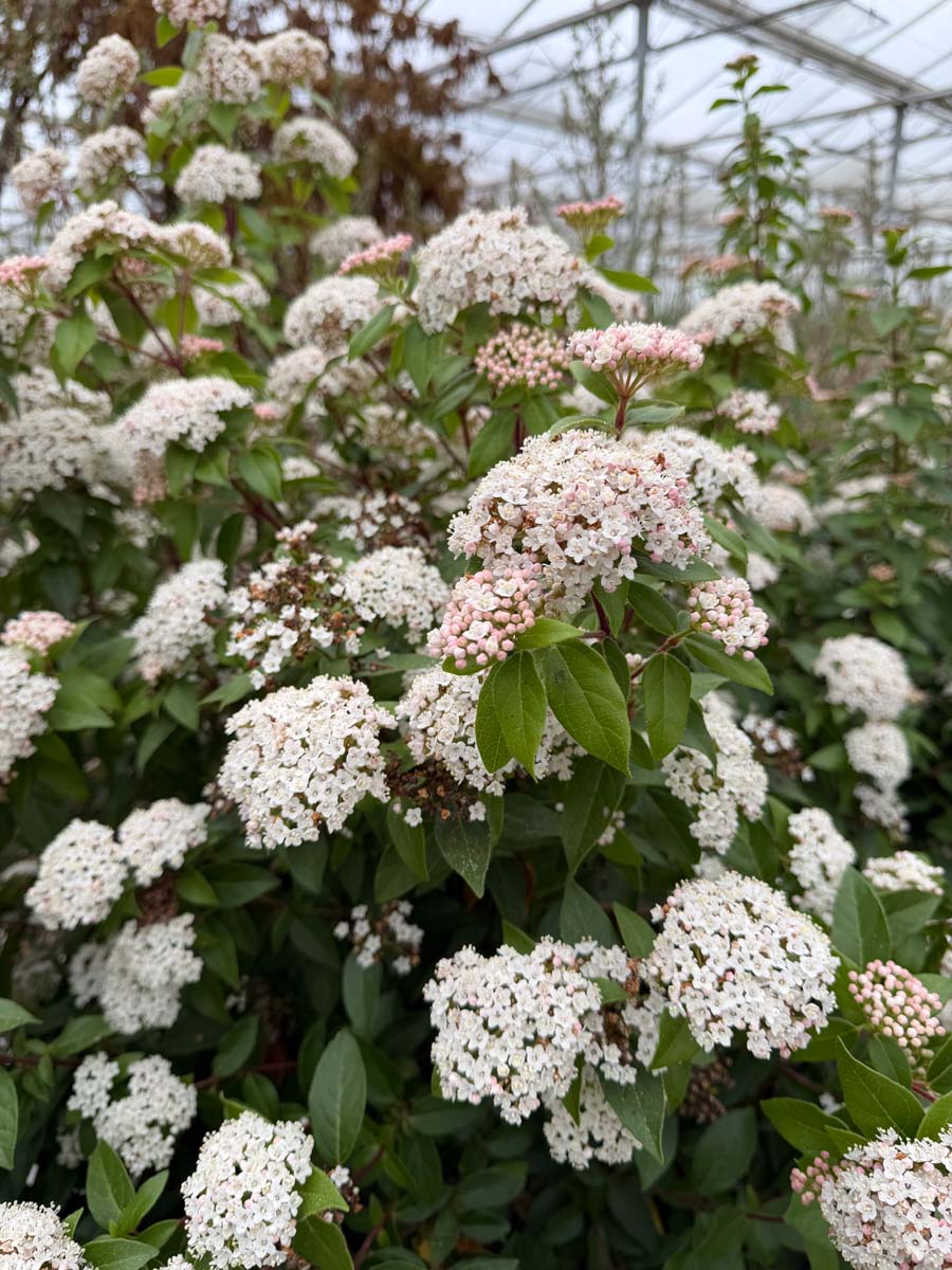 Viburnum tinus 'Eve Price' Tuinplanten bloesem