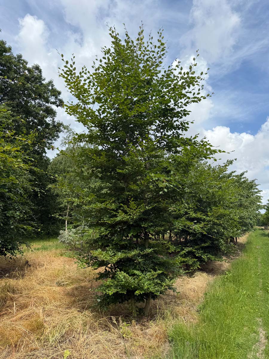 Fagus sylvatica meerstammig / struik meerstammig