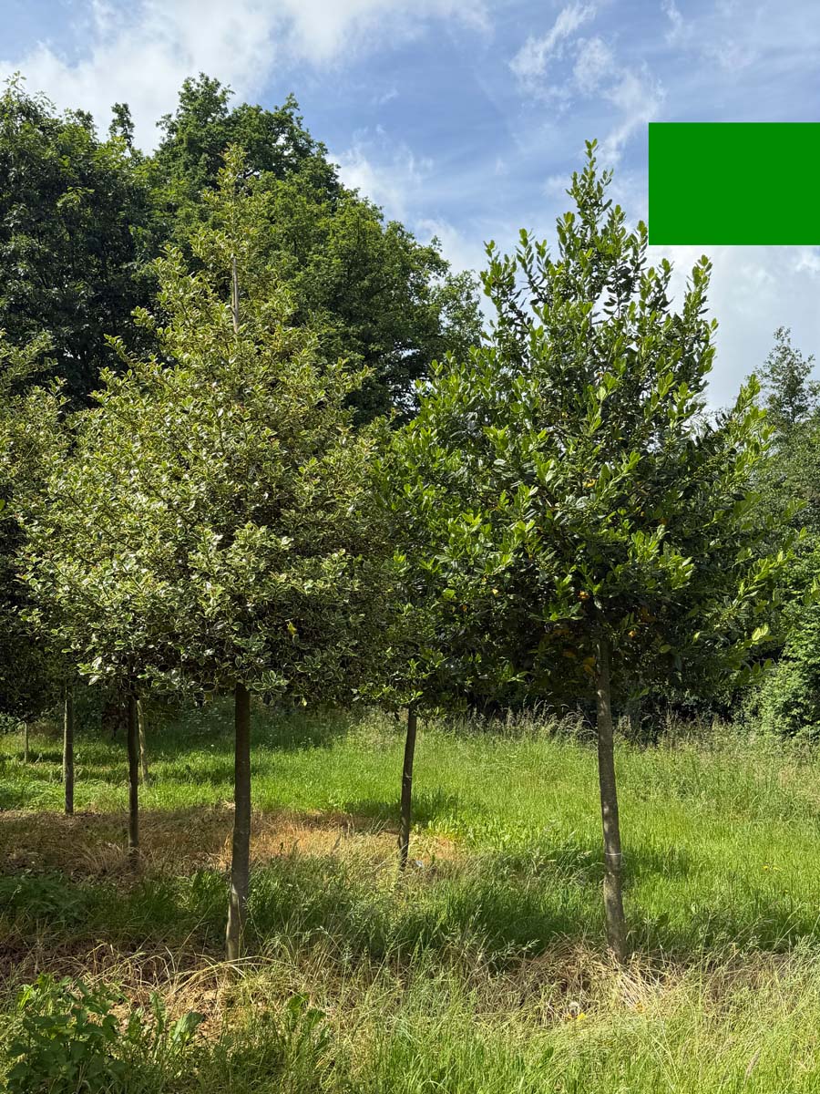 Ilex aquifolium 'Argentea Marginata' op stam op stam
