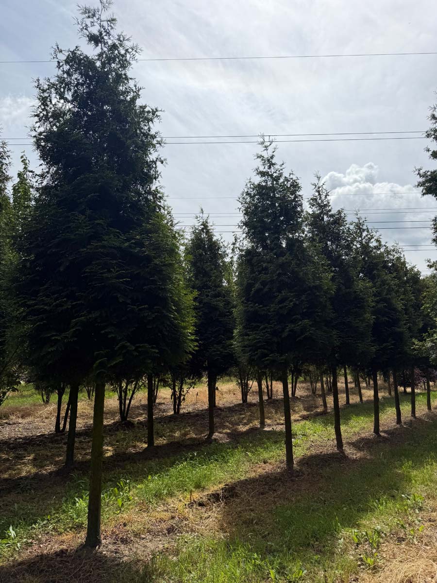 Thuja occidentalis 'Brabant' op stam op stam