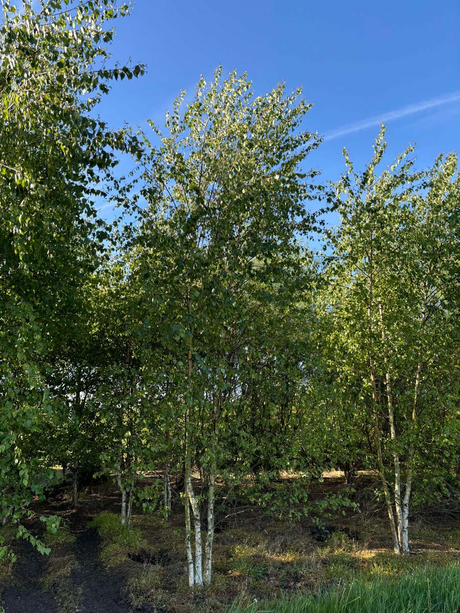 BEPUBESC400-450DRMRSTAM hoogte 400-450 cm