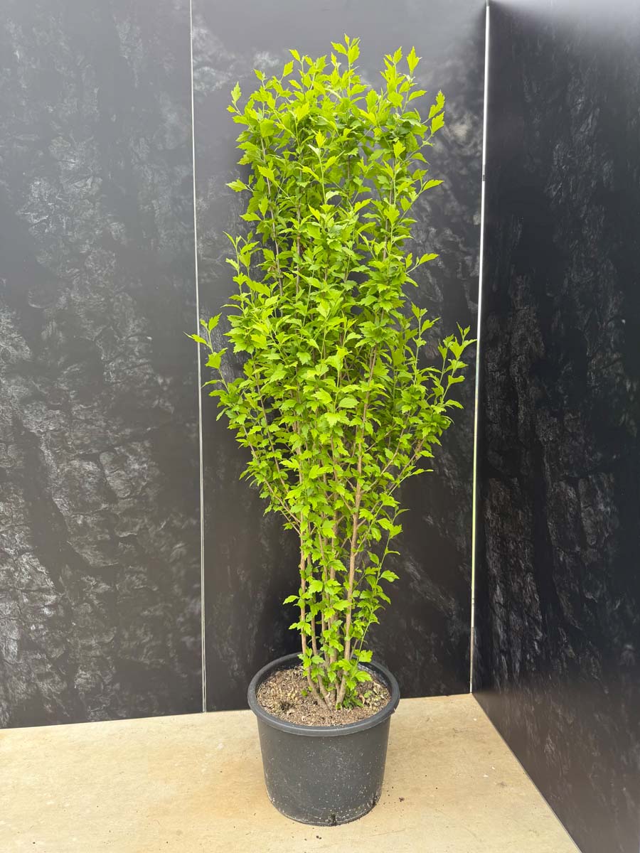 HISDPURP125-150C40STR hoogte 125-150
