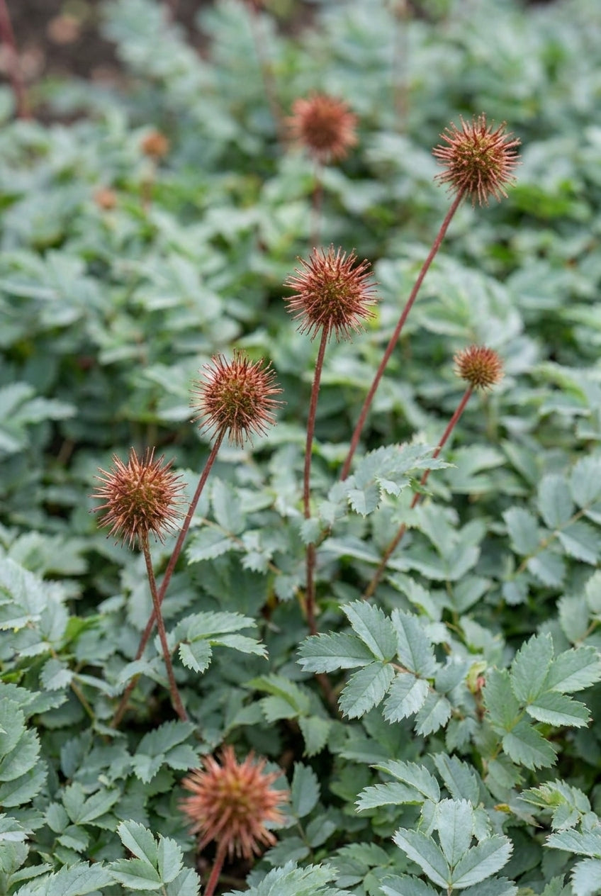 Acaena magellanica bloem