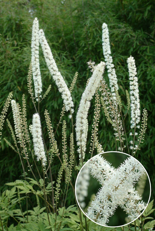 Actaea simplex 'Prichard's Giant' bloem