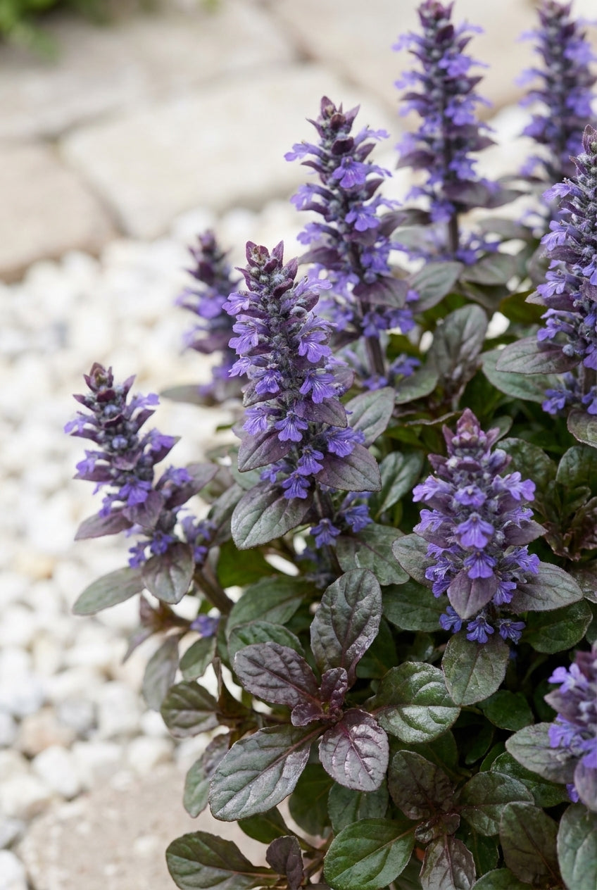 Ajuga reptans 'Mini Mahogany' bloem