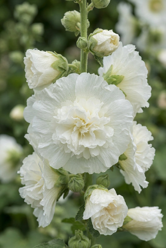 Alcea rosea 'Chater's Double White' bloem