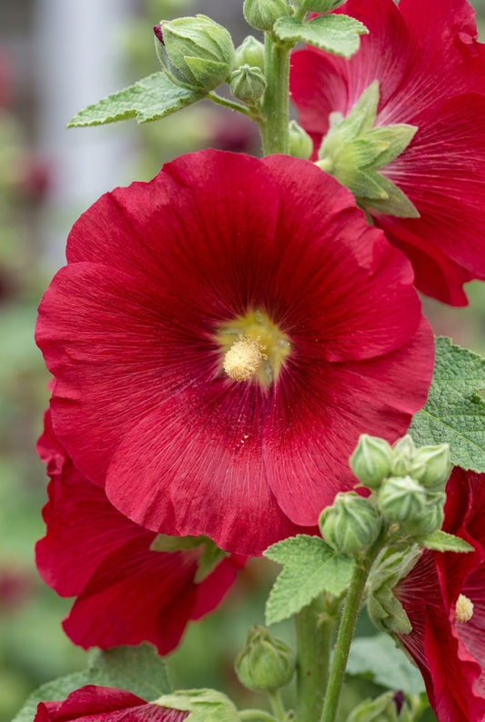 Alcea rosea 'Mars Magic' bloem