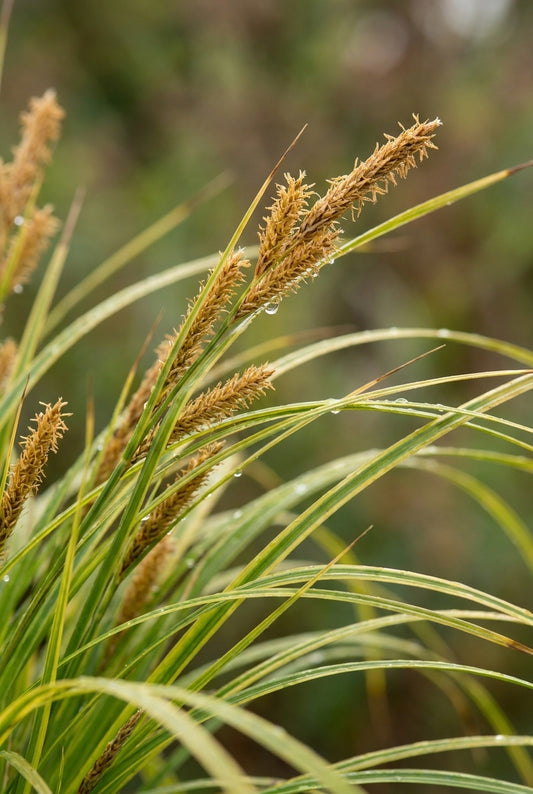 Alopecurus pratensis 'Aureovariegatus' bloem
