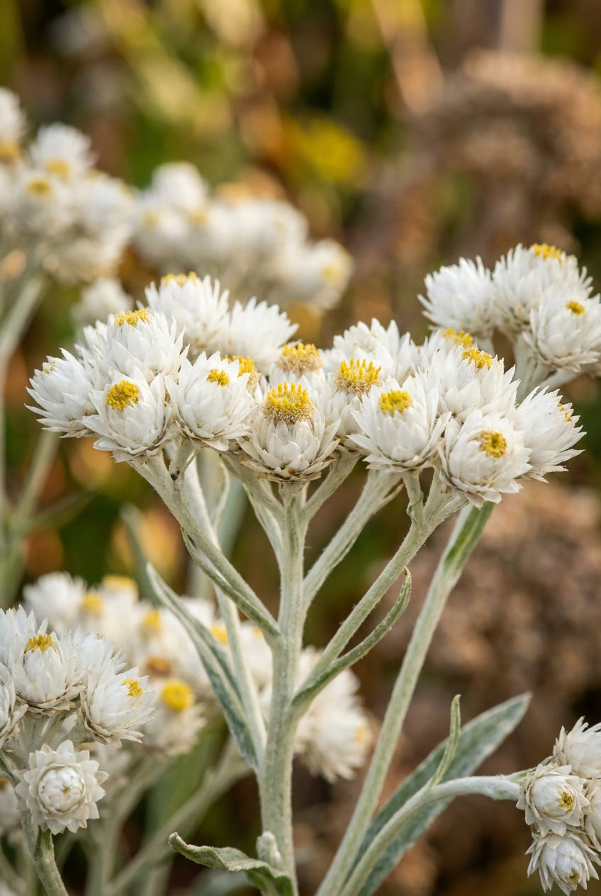 Anaphalis margaritacea yedoensis bloem