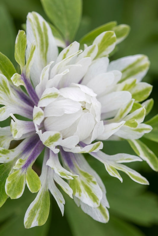 Anemone nemorosa 'Monstrosa' bloem