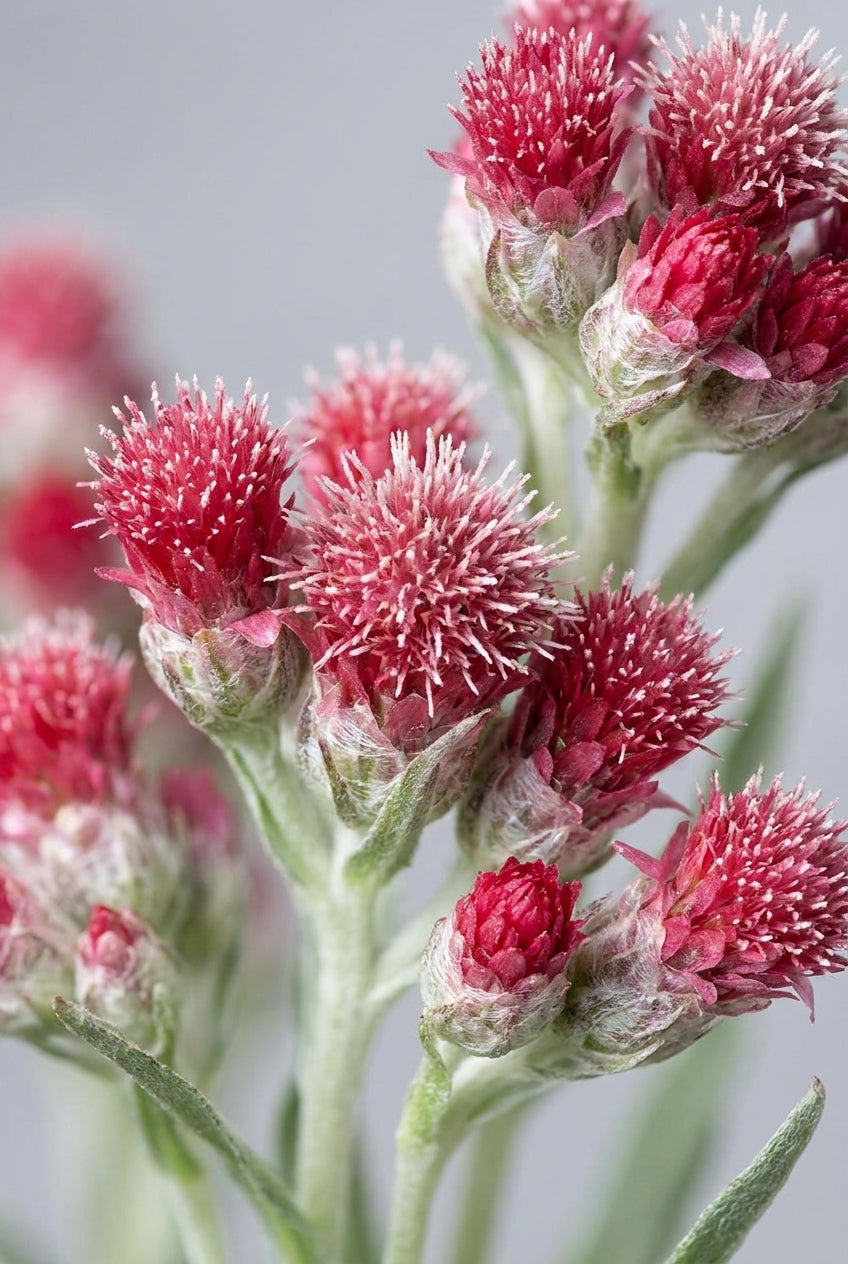 Antennaria dioica 'Rotes Wunder' bloem