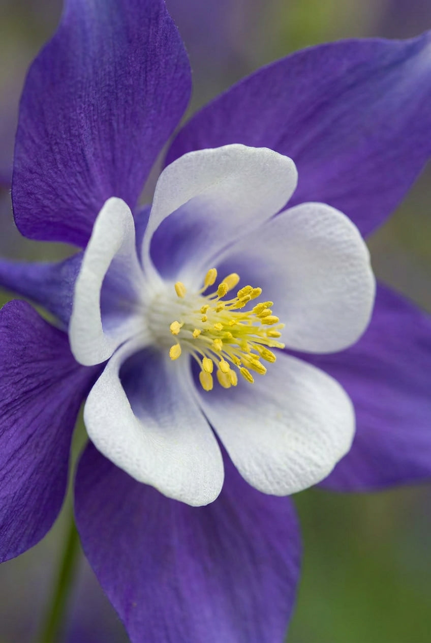 Aquilegia caerulea 'Himmelblau' bloem