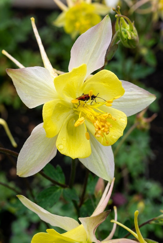 Aquilegia chrysantha 'Yellow Queen' bloem