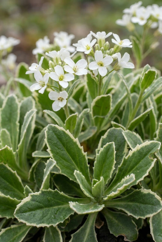 Arabis caucasica 'Variegata' bloem