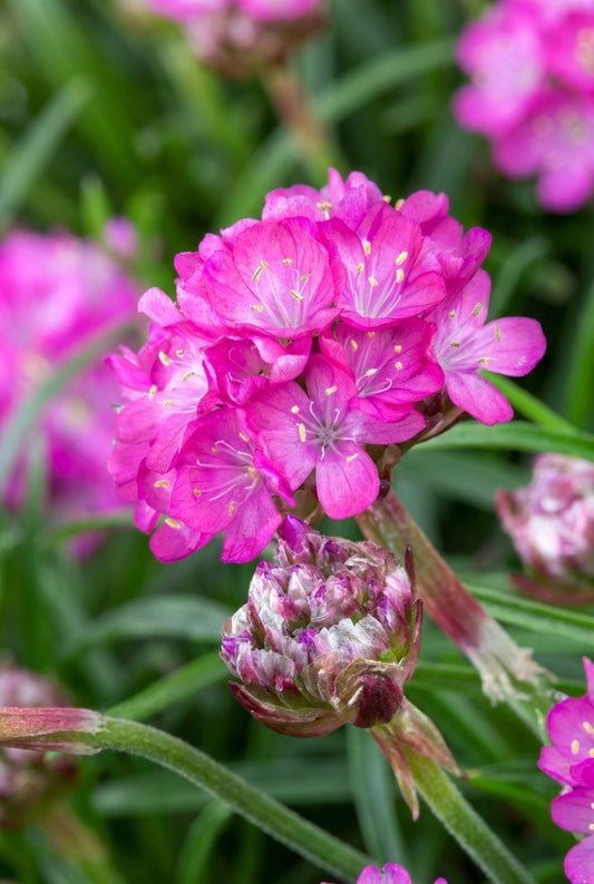 Armeria maritima 'Frühlingszauber' bloem