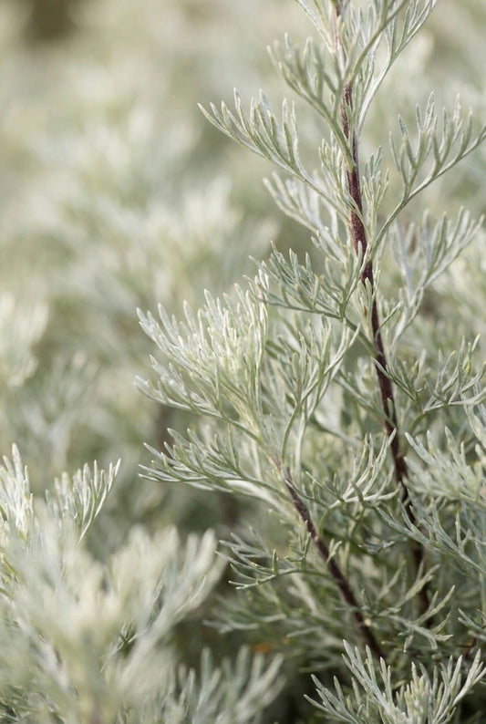 Artemisia abrotanum blad