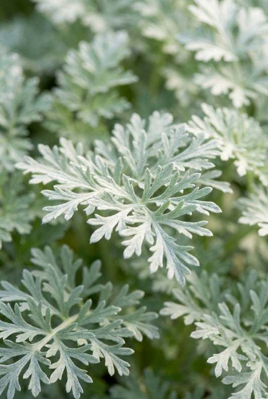 Artemisia absinthium 'Lambrook Silver' blad