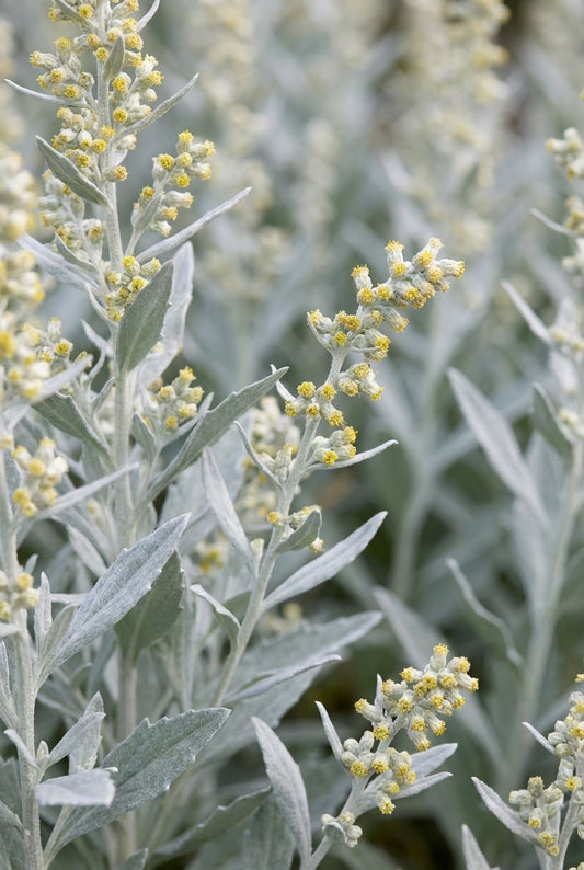 Artemisia ludoviciana 'Valerie Finnis' bloem