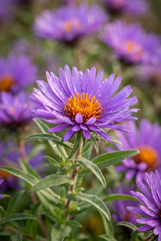 Aster novae-angliae 'W. Bowman' bloem