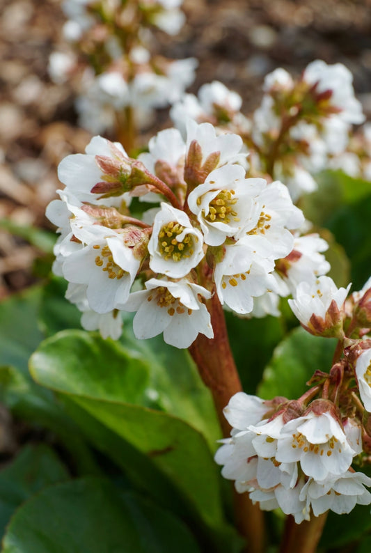Bergenia 'Bressingham White' bloem